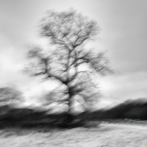 Heavenly Oak Ger Coleman