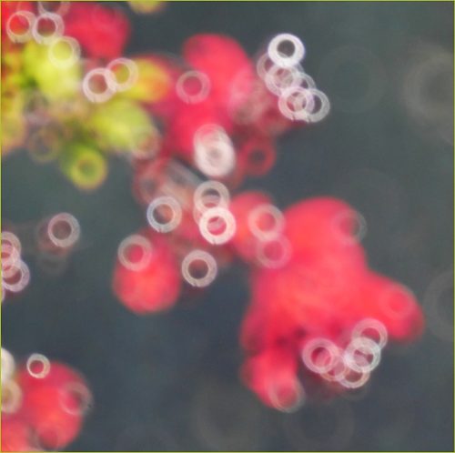 Berry-bokeh-Alan-Donnelly