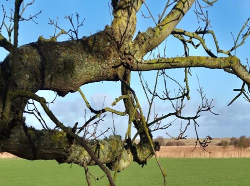 Branching-Out-Denise-Jones