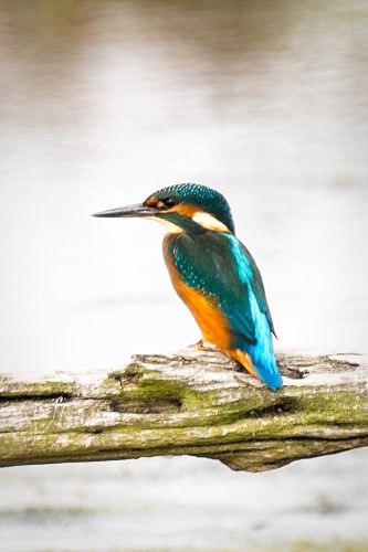 Kingfisher-Sue-Sargeant